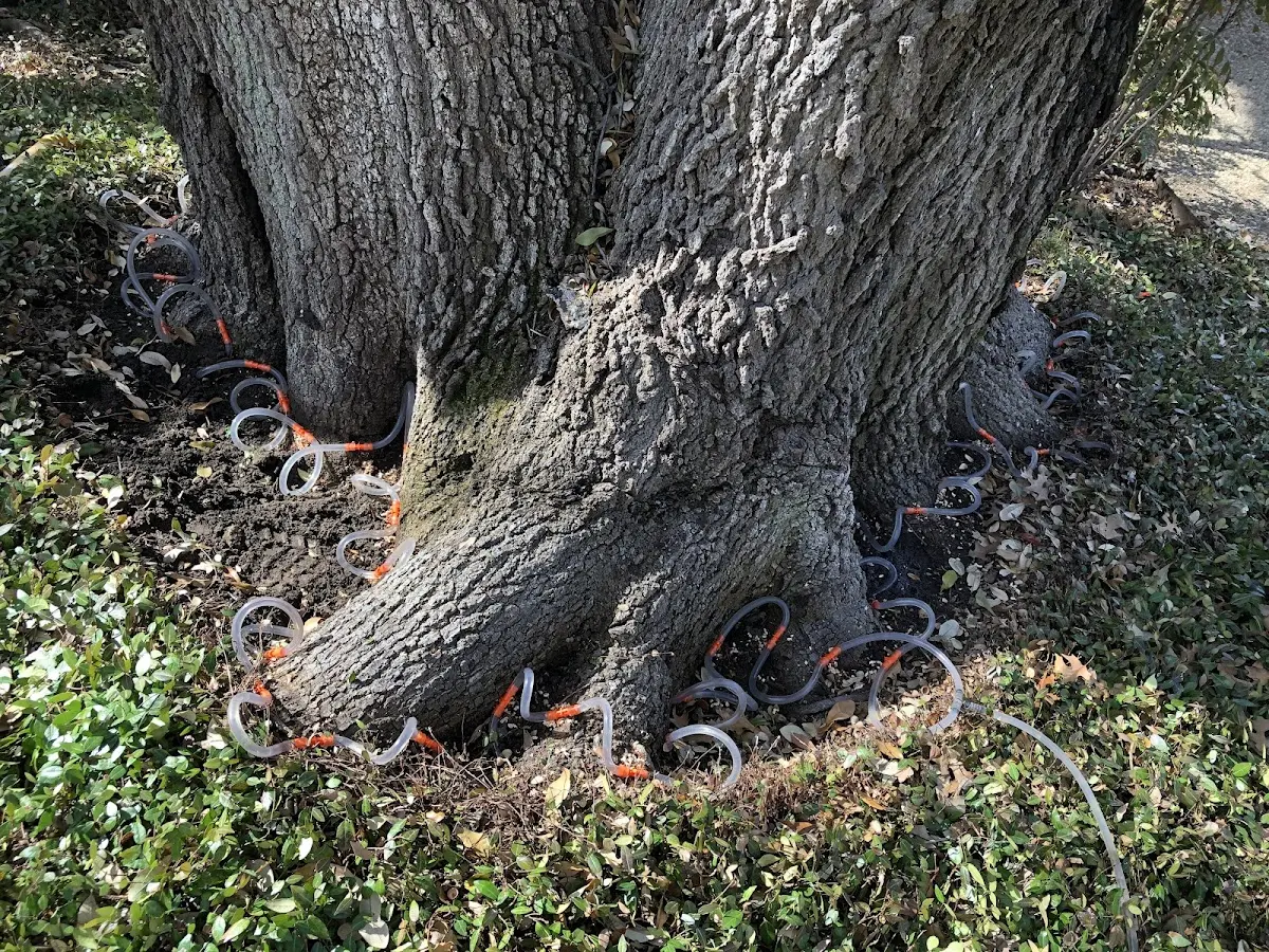 Detailed Tree Cabling and Bracing job site in Kerkhoven