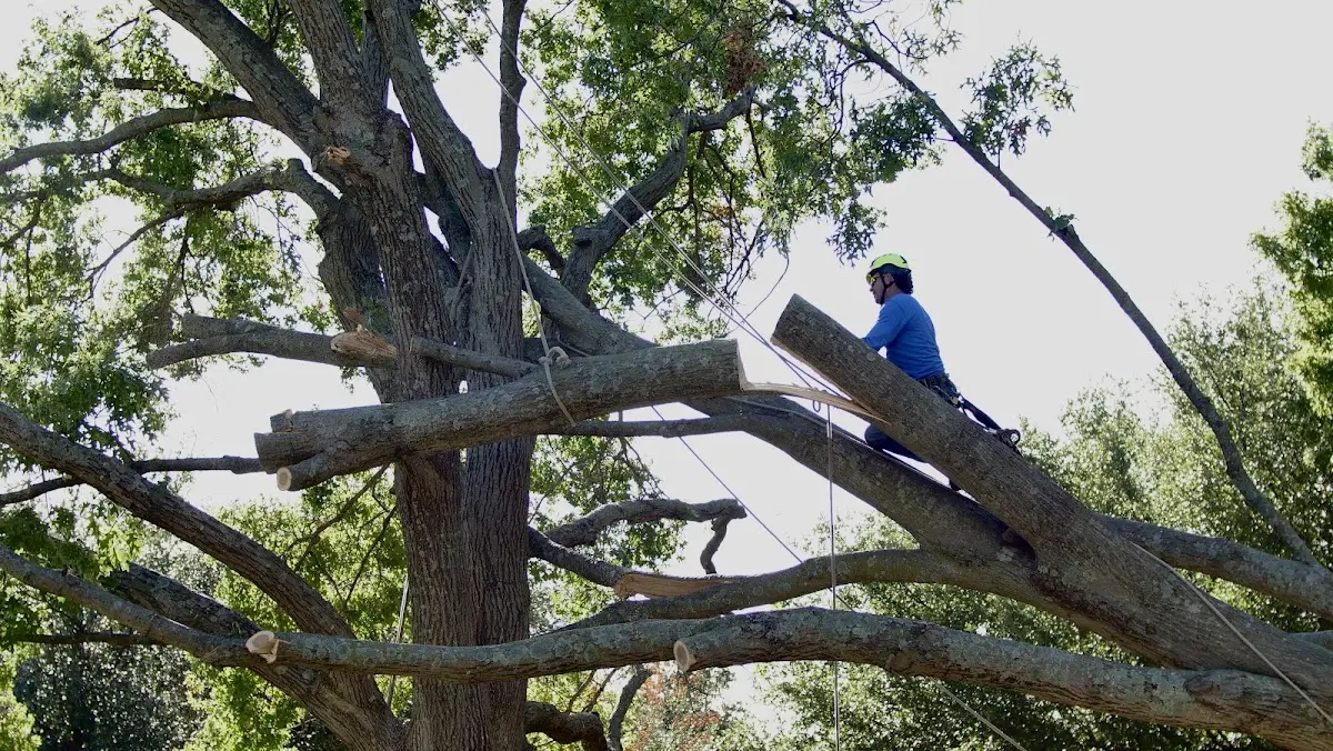 Professional Crown Thinning performed by certified arborists in Kerkhoven